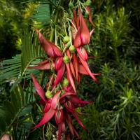 phClianthus_p