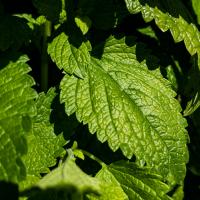 phLemonBalm