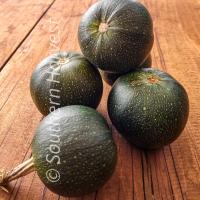 phGem Squash