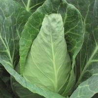 Cabbage Caraflex