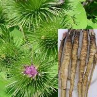 Burdock