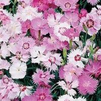 Dianthus Mix