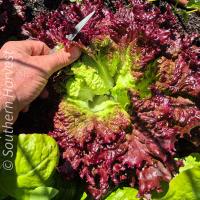 Lettuce Selway Red