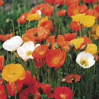 Iceland Poppy Springsong