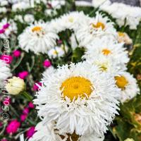 Shasta Crazy Daisy