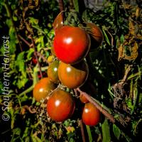 Tomato Black Prince