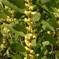 COASTAL WATTLE - Acacia sophorae