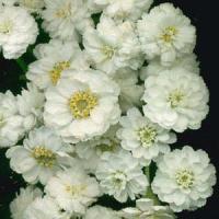 SNOWBALL - Achillea ptarmica 'The Pearl'