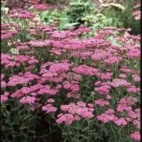 Cerise Yarrow - Achillea millefolium ‘Cerise Queen’