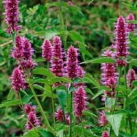 Korean Mint - Agastache rugosa