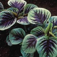 Amaranthus Vegetable ‘Red Leaf ’  - Amaranthus tricolour