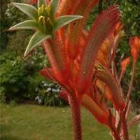 TALL RED KANGAROO PAW - Anigozanthos flavidus 'Red'