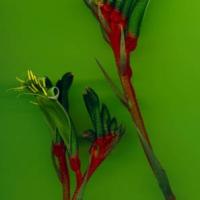 KANGAROO PAW - Anigozanthos manglesii