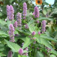 ANISE HYSSOP - Agastache foeniculum