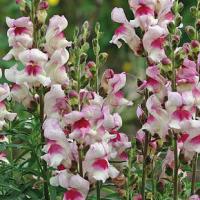 Snap Dragons ‘Lucky Lips’ - Antirrhinum majus ‘Lucky Lips'