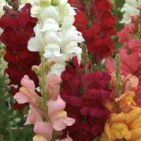 Snap Dragons - Antirrhinum majus 'Panorama Mixed'