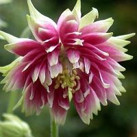 Columbine ‘Nora Barlow’ - Aquilegia vulgaris 'Nora Barlow'