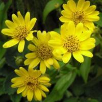 Arnica - Arnica chamissonis