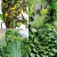 'Asian Cool' Greens Mix - Brassica spp.