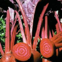 Beetroot 'Bulls Blood' - Beta vulgaris