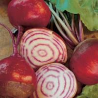 BEETROOT ‘Chioggia’ - Beta vulgaris