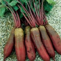 Beetroot ‘Cylindrica’  - Beta vulgaris