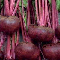 Beetroot ‘Crosbys Egyptian Flat’ - Beta vulgaris