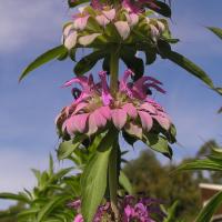 BEEBALM / BERAGMONT LEMON - Monarda citriodora