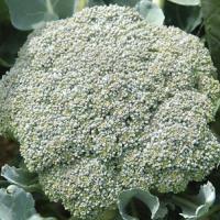 BROCCOLI ‘Green Magic’ F1  - Brassica oleracea var. italica