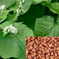 Buckwheat - Fagopyrum esculentum