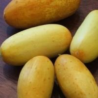 CUCUMBER 'Poona Kheera' - Cucumis sativas