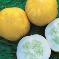 CUCUMBER ‘Crystal Lemon’  - Cucumis sativas