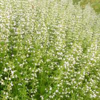 MOUNTAIN MINT - Calamintha nepeta