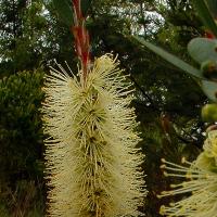 Yellow Bottlebrush - Callistemon pallidus