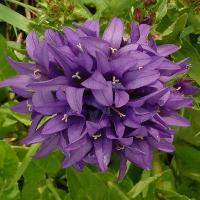 Clustered Bellflower - Campanula glomerata var. dahurica