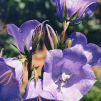 Peach Leaved Bellflower (Blue) - Campanula persicifolia ‘blue’