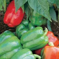 CAPSICUM ‘Californian Wonder' - Capsicum annuum