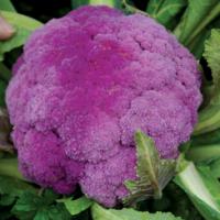 Cauliflower ‘Purple Sicily’ - Brassica oleracea var. botrytis