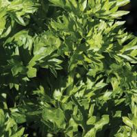 CELERY ‘Par-Cel’ (cutting herb) - Apium graveolens