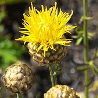 YELLOW CORNFLOWER  - Centaurea orientalis