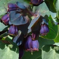 HONEYWORT  - Cerinthe major ‘Purpurascens’