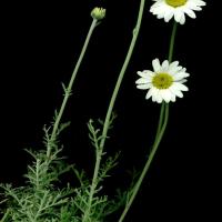 CHAMOMILE Roman - Chamaemelum nobile