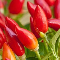 Chilli ‘Pequin’  - Capsicum annuum