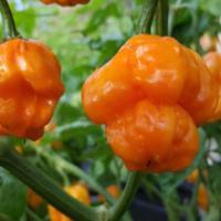 Chilli ‘Scotch Bonnet’ - Capsicum annum