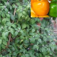 Chilli ‘Tree Chilli/Rocoto’  - Capsicum pubescens