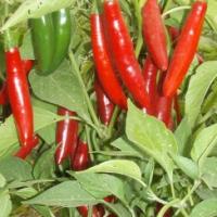 Chilli ‘Serrano’  - Capsicum annum