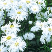 CRAZY DAISY ~ Shasta variety  - Chrysanthemum maximum