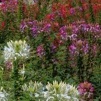 SPIDER FLOWER ‘Fountain Mix’ - Cleome spinosa (syn. Hasslerianna)