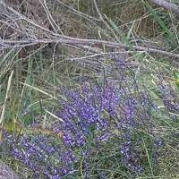 BLUE LOVE CREEPER - Comesperma volubile