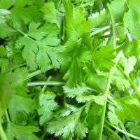 Coriander ‘Fiesta’  - Coriandrum sativum 